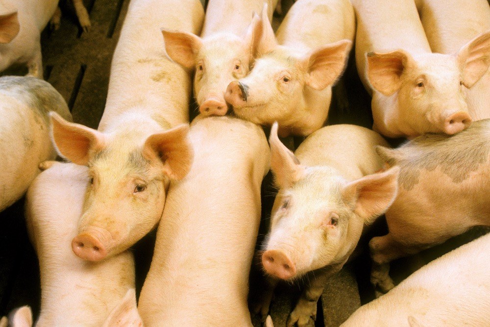 Hogs Firm on Monday, as Pork Prices Bounce