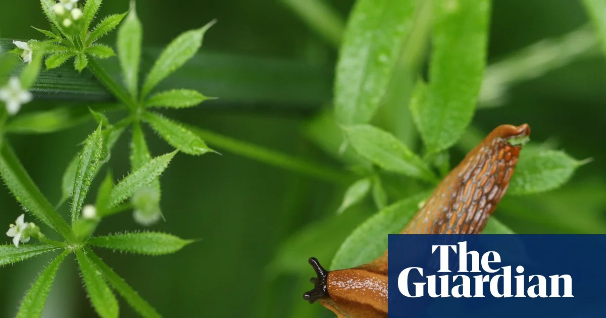 ‘Slug sleuth’ farmers in England help develop prediction tool to cut back on pesticide use